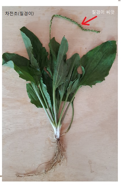 차전자피가루(300g