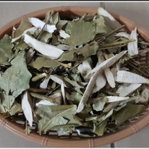 황칠나무 500g . 황칠나무합(잎+나무)500g