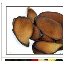 녹용(뉴질랜드산/상대) 75g /녹용홍삼