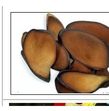 녹용(뉴질랜드산/상대) 75g /녹용홍삼